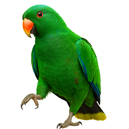 Macgillivray Eclectus